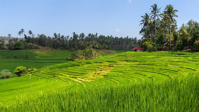 Der Reisanbau hat auf Bali eine lange Tradition. Ein Viertel der Inselfläche ist mit Reis kultiviert. Angebaut wird er auf Vulkankegel, in tropischen Wälder und sogar in Küstennähe.